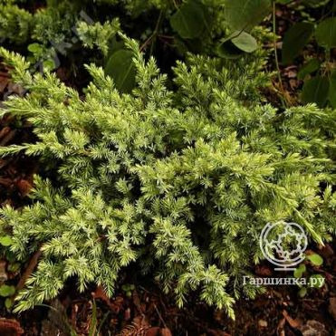 Можжевельник чешуйчатый Дрим Джой