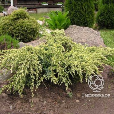 Можжевельник чешуйчатый Холгер