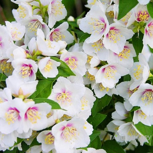 Чубушник Бель Этуаль