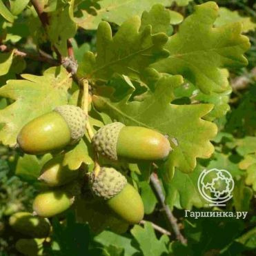 Дуб черешчатый