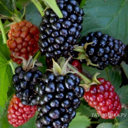 Ежевика Лох Несс