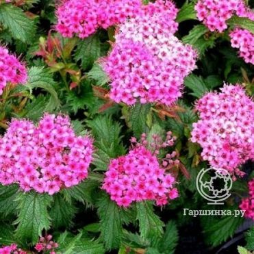 Спирея Криспа