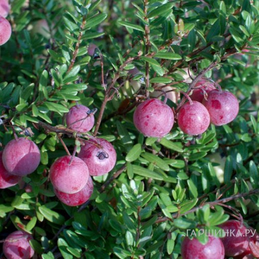 Клюква Эрли Блэк крупноплодная
