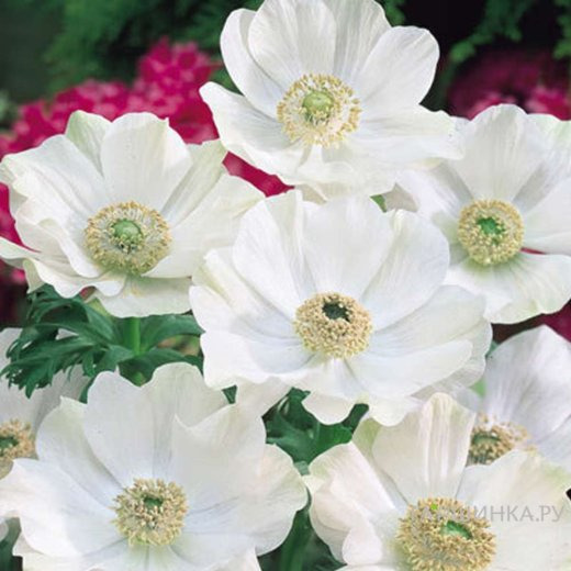 Анемона (Ветреница) корончатая Брайд 10 шт