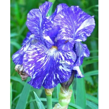 Ирис бородатый Батик