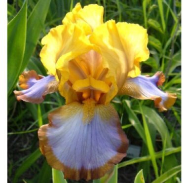 Ирис бородатый Браун Лассо