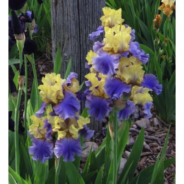 Ирис бородатый Эдит Волфорд