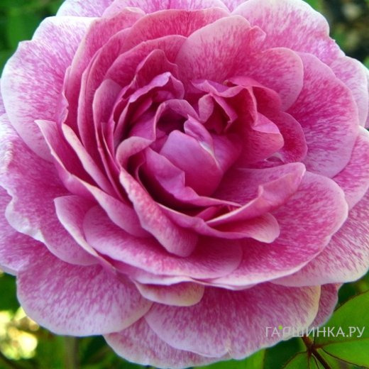 Роза Морден Руби канадская парковая (лиц)