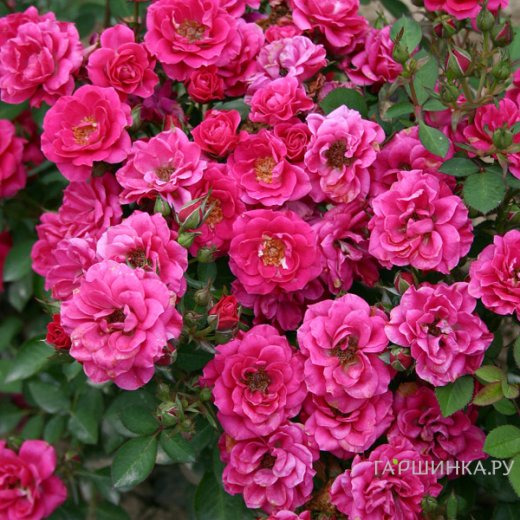 Роза Блю Парад миниатюрная, Imperial Rose