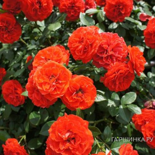 Роза Оранж Мейландина миниатюрная, Top Roses