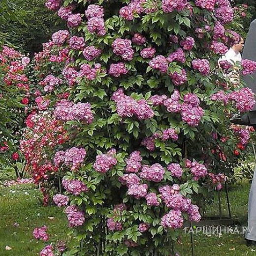 Роза Перенниал Блю плетистая, Тантау (лиц)