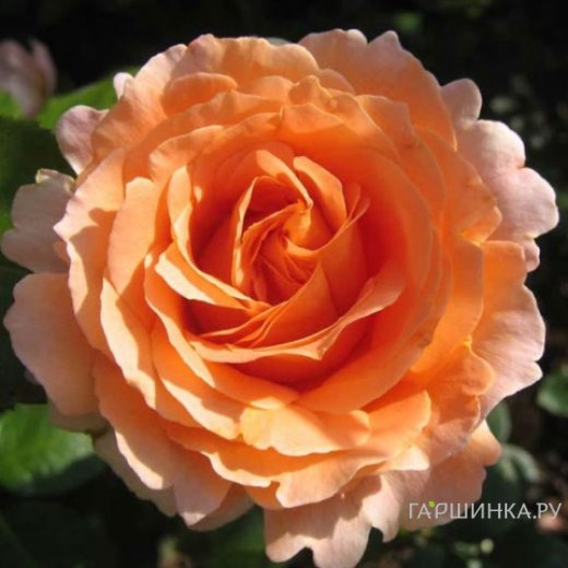 Роза Компассион плетистая, Imperial Rose