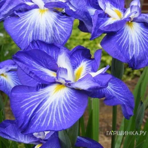 Ирис мечевидный Густо