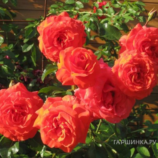 Роза Салита плетистая, Imperial Rose