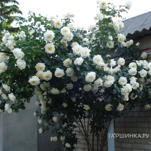 Роза Шнеевальцер плетистая, Топалович (лиц)