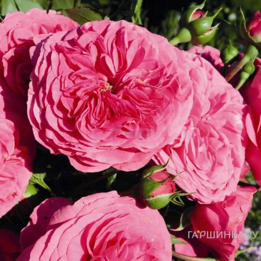 Роза Баронесса флорибунда, Тантау (лиц)