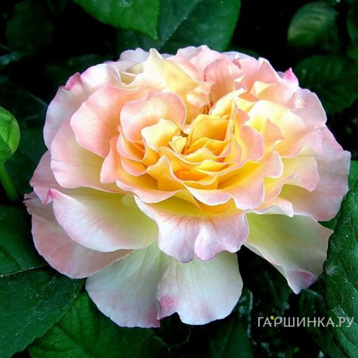 Роза Акварель чайно-гибридная, Тантау (лиц)