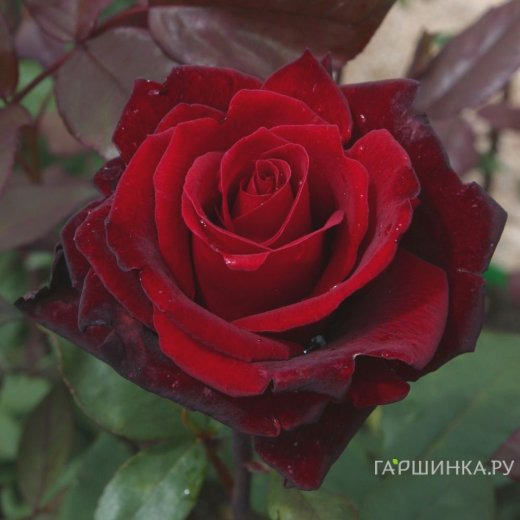 Роза Баркароле чайно-гибридная, Тантау (лиц)