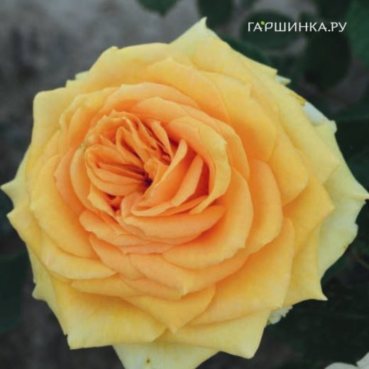 Роза Лион чайно-гибридная, Imperial Rose