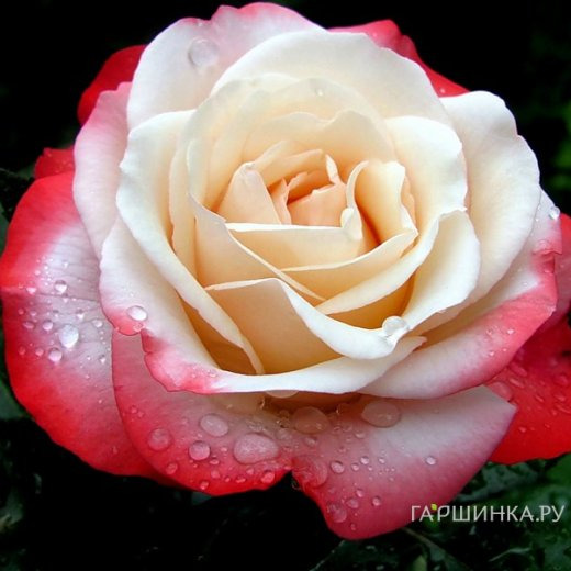 Роза Ностальжи чайно-гибридная, Тантау (лиц)