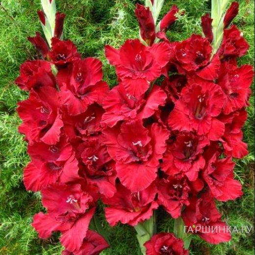 Гладиолус Веер