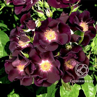 Роза Найт Оул, Викс (лиц)