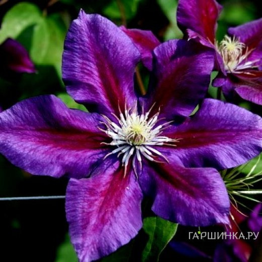 Клематис крупноцветковый Юлька (Julka) (2)