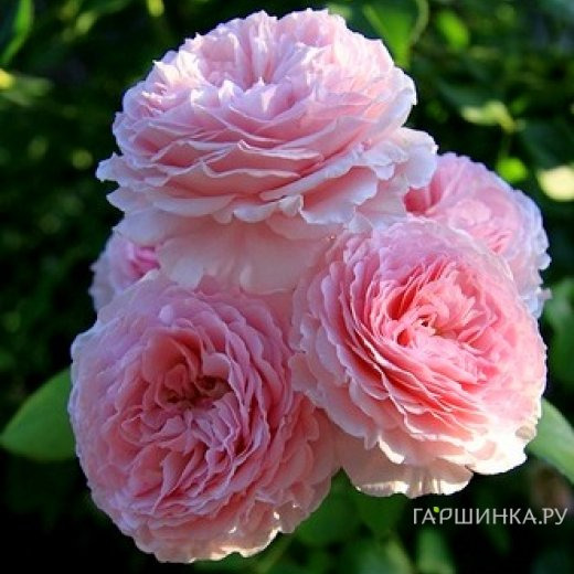 Роза Джеймс Гелвей, Д.Остин кустарниковая (лиц)