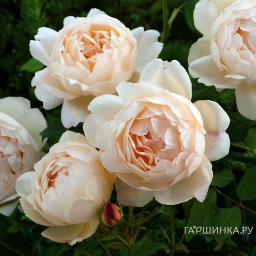 Роза Воллертон Олд Холл, Д.Остин кустарниковая (лиц)