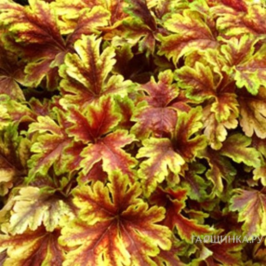 Гейхерелла Голд Зебра