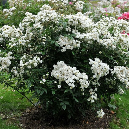 Роза Ватерлоо мускусная, Ленс (лиц)