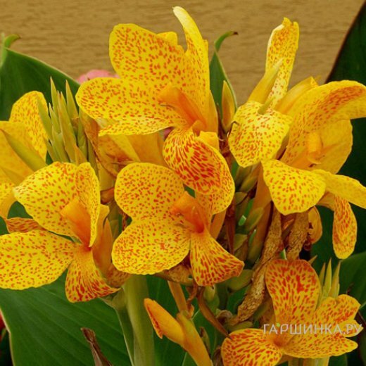 Канна Пикассо