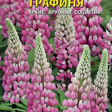 Люпин Графиня многолетний 0,45 г, Плазменные семена