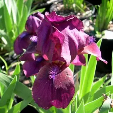 Ирис карликовый Пастель Шарм