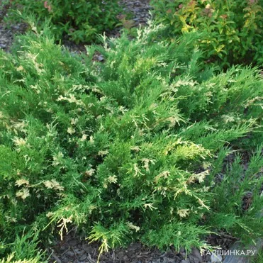 Можжевельник горизонтальный Андорра Вариегата