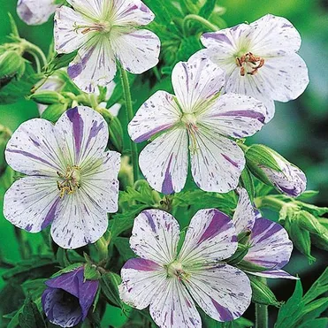 Герань садовая Стриатум Акатон