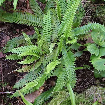 Дербянка колосистая (папоротник)