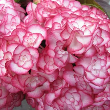 Гортензия Мисс Саори крупнолистная ремонтантная (серия Ты и Я)