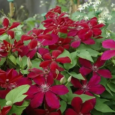 Клематис Вестерплатте крупноцветковый (2)