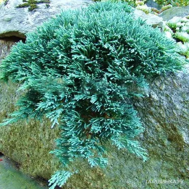Можжевельник горизонтальный Айс Блю