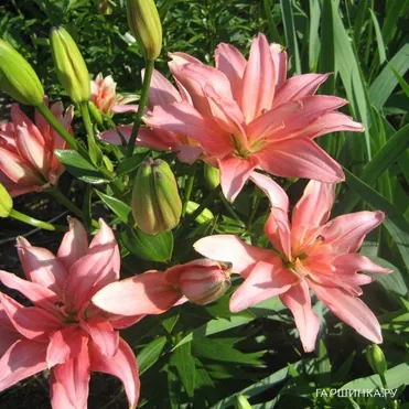 Лилия Афродита азиатская махровая/2шт