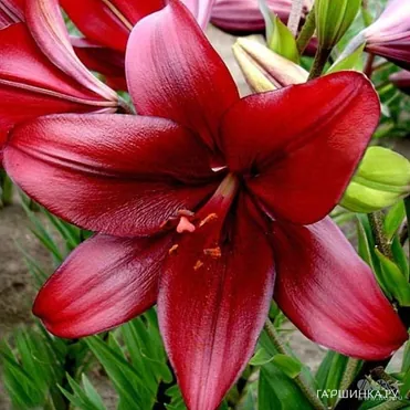 Лилия Динамикс ЛА-гибрид