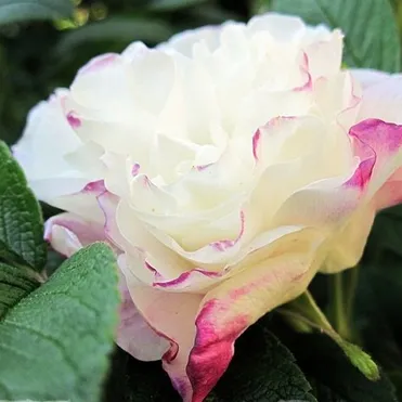 Роза Луиза Багнет канадская парковая (лиц)