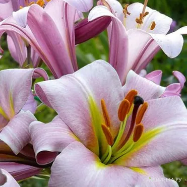 Лилия Пинк Планет трубчатая