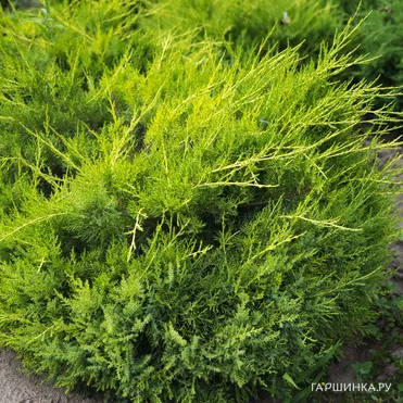 Можжевельник китайский Куривао Голд