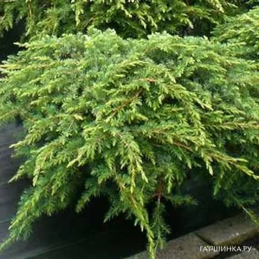 Можжевельник обыкновенный Репанда