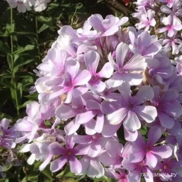 Флокс Егорка