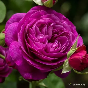 Роза Хайди Клум на штамбе 110см