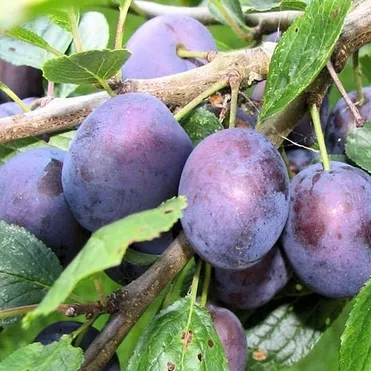 Слива Тульская черная