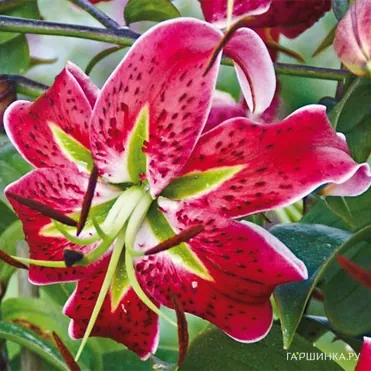 Лилия Скарлет Делайт видовая/2 шт